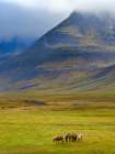 Iceland. Haukadalur in Dyrafjordur during autumn. Art Print